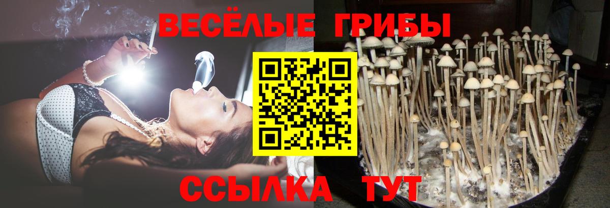 Псилоцибиновые грибы Psilocybine cubensis  Вход с VPN  где найти   Железногорск 